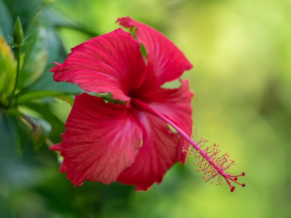 Fiji-Taveuni Island Close-up of Hibiscus flower art print by Merrill Images for $57.95 CAD